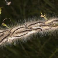 Chenille processionnaire.