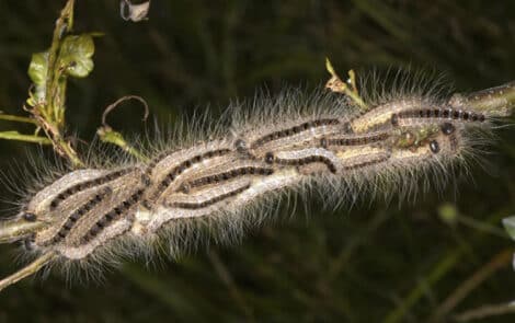 Chenille processionnaire.