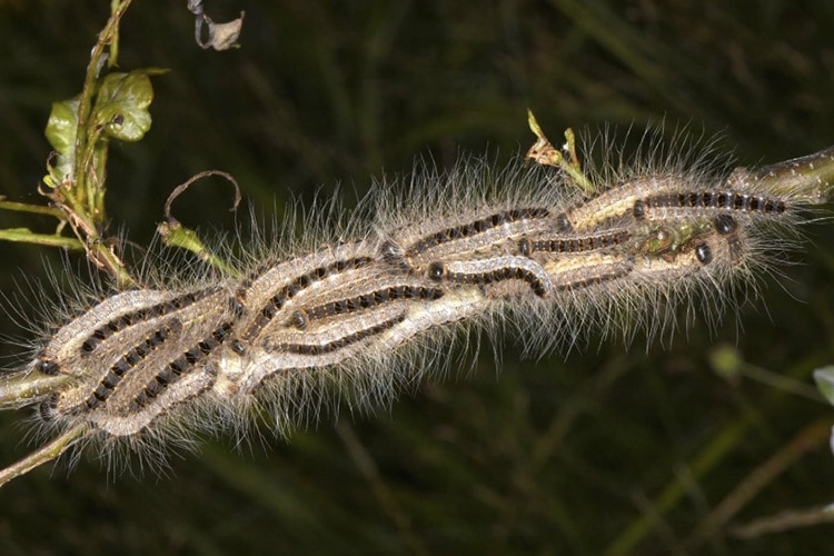 Chenille processionnaire.