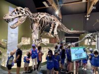 Sur les traces des animaux