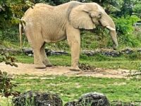 Entre faune, futur et châteaux