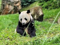 Entre faune, futur et châteaux