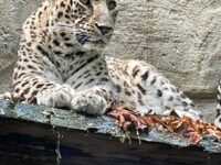 Entre faune, futur et châteaux