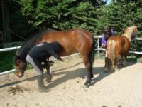 Le poney pour les grands