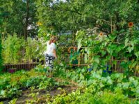 Deux personnes s&rsquo;occupent du jardin potager.