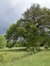 Arbre au coeur d'une clairière (Crédit photo : AEV).