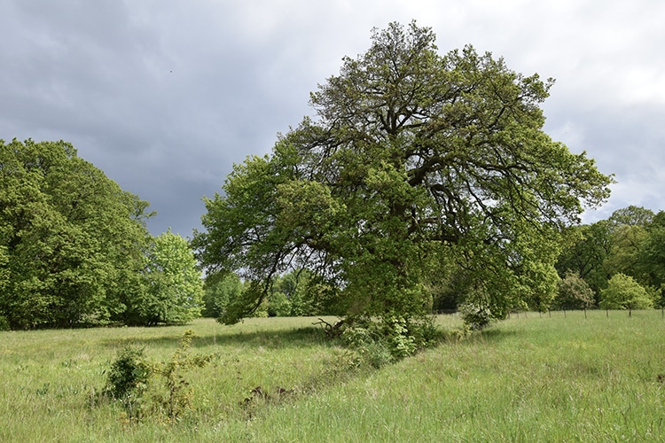 Arbre au coeur d'une clairière (Crédit photo : AEV).