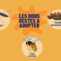 sensibilisation aux moustiques tigres, chenilles processionnaires et frelons asiatiques.