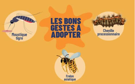 sensibilisation aux moustiques tigres, chenilles processionnaires et frelons asiatiques.
