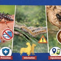 sensibilisation aux moustiques tigres, chenilles processionnaires et frelons asiatiques.