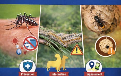 sensibilisation aux moustiques tigres, chenilles processionnaires et frelons asiatiques.