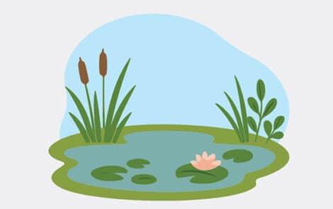 Illustration d'une mare et sa végétation.