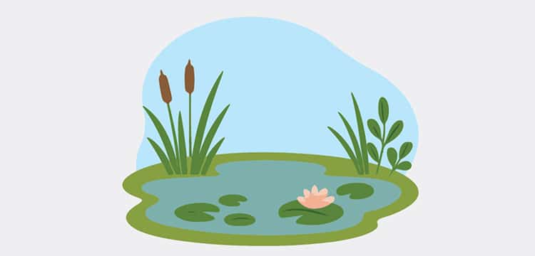 Illustration d'une mare et sa végétation.
