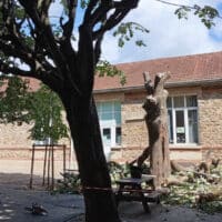Arbre mis en sécurité avant abattage.