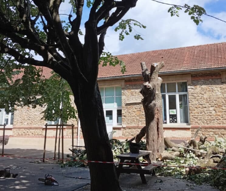 Arbre mis en sécurité avant abattage.