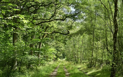 Un chemin de terre serpentant à travers une forêt dense et verdoyante.